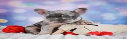 French Bulldog dogs for sale: Daisy - Ad 8