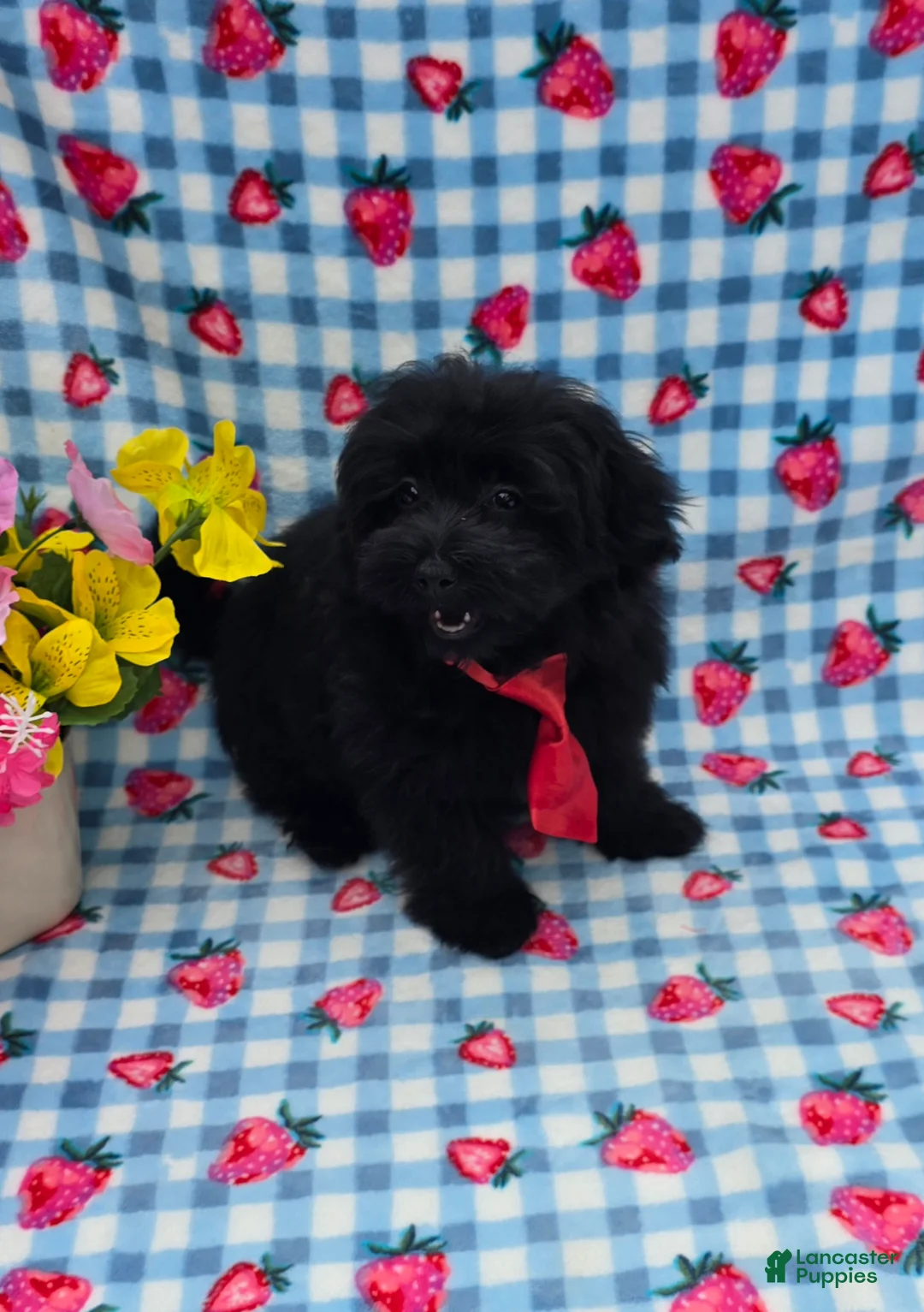 Maltipoo dogs for sale: Kaymoi  - Ad 1