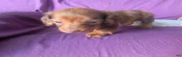 Miniature Dachshund dogs for sale: Callie - Ad 4