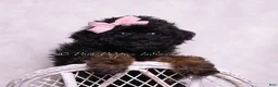 Toy Poodle dogs for sale: Dazzle - Ad 2