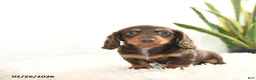 Miniature Dachshund dogs for sale: Ruby - Ad 3