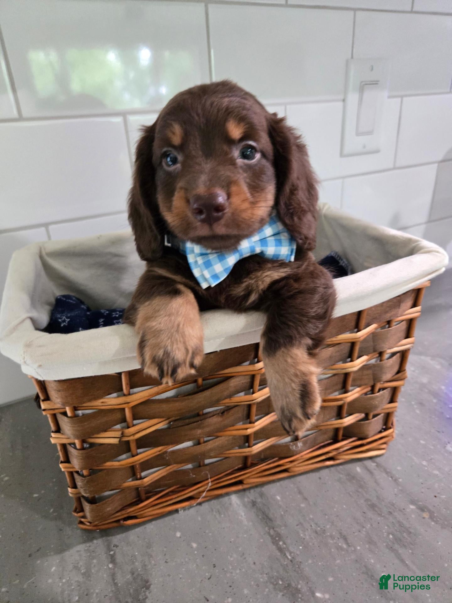 Miniature Dachshund dogs Biscuit - Ad 2