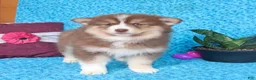 Pomsky dogs for sale: Waldo - Ad 3