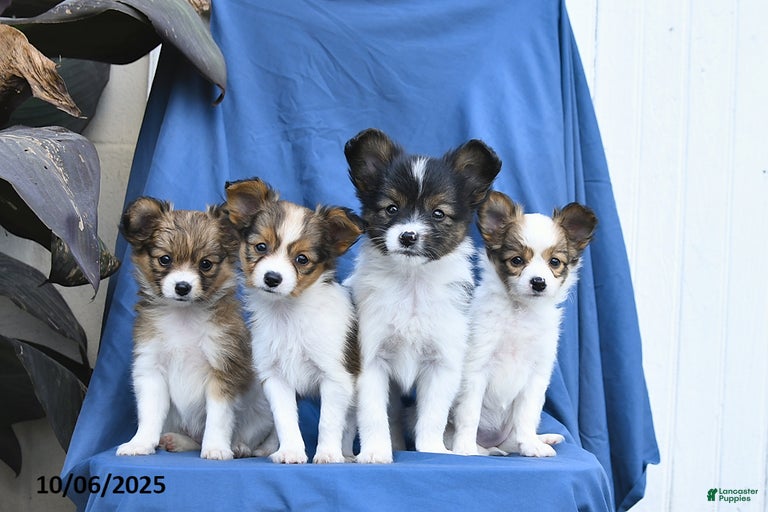 Gallery Image {{count}}