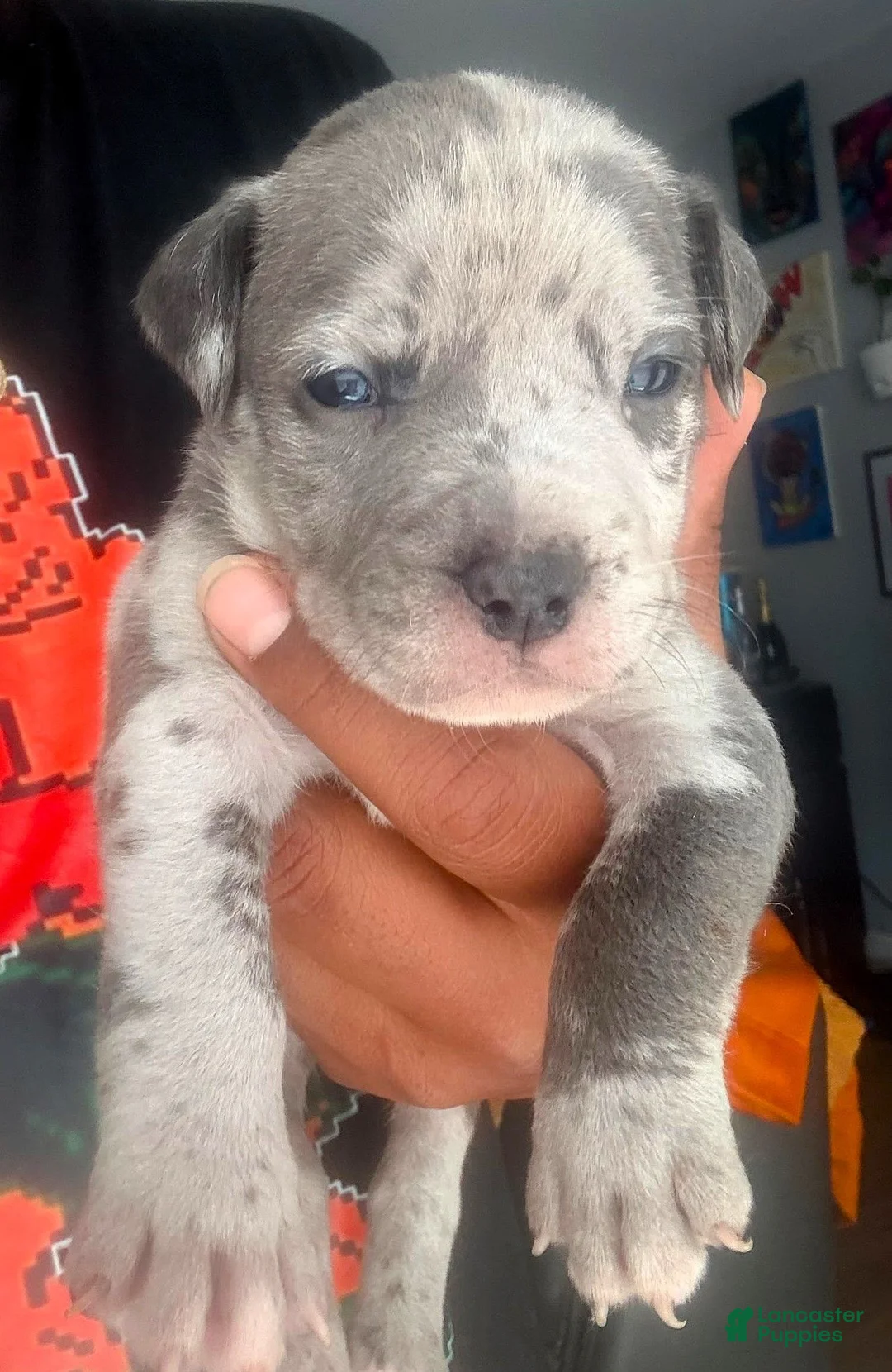 American Bully dogs for sale: "50 CENT" BLUE MERLE - Ad 1