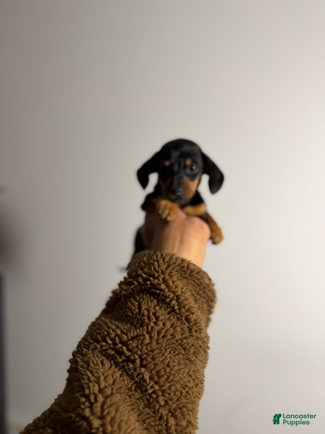 Miniature Dachshund dogs for sale: Mickey - Ad 2