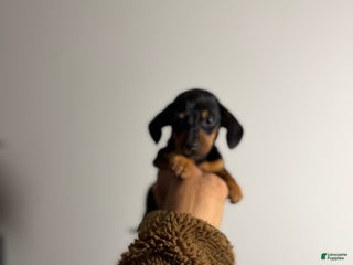 Miniature Dachshund dogs Mickey - Ad 34