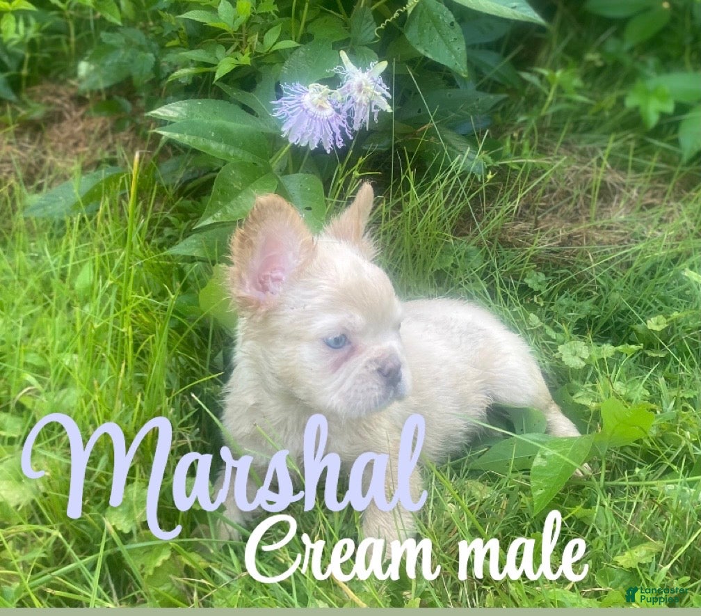 French Bulldog dogs Marshal  - Ad 7