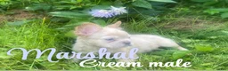 French Bulldog dogs for sale: Marshal  - Ad 1