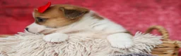 Welsh Corgi Pembroke dogs for sale:   Arlo💙 - Ad 14