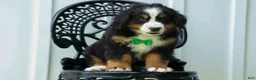 Bernese Mountain Dog dogs for sale: SCOUT - Ad 13