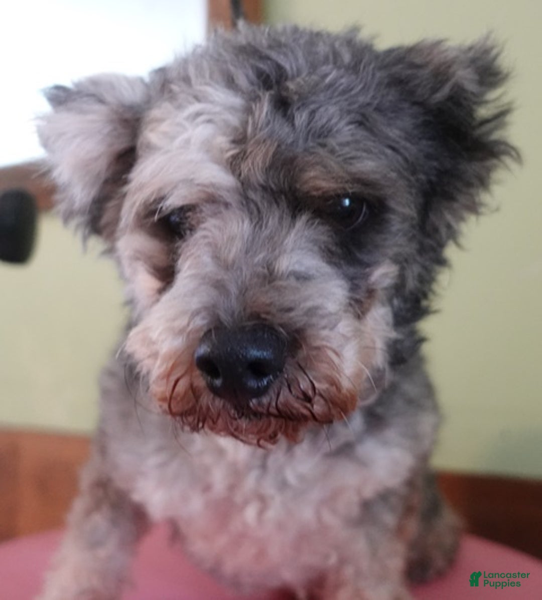 Toy Poodle dogs for sale: Violet - Ad 1