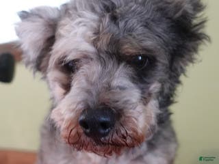 Toy Poodle dogs Violet - Ad 13