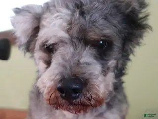 Toy Poodle dogs Violet - Ad 32