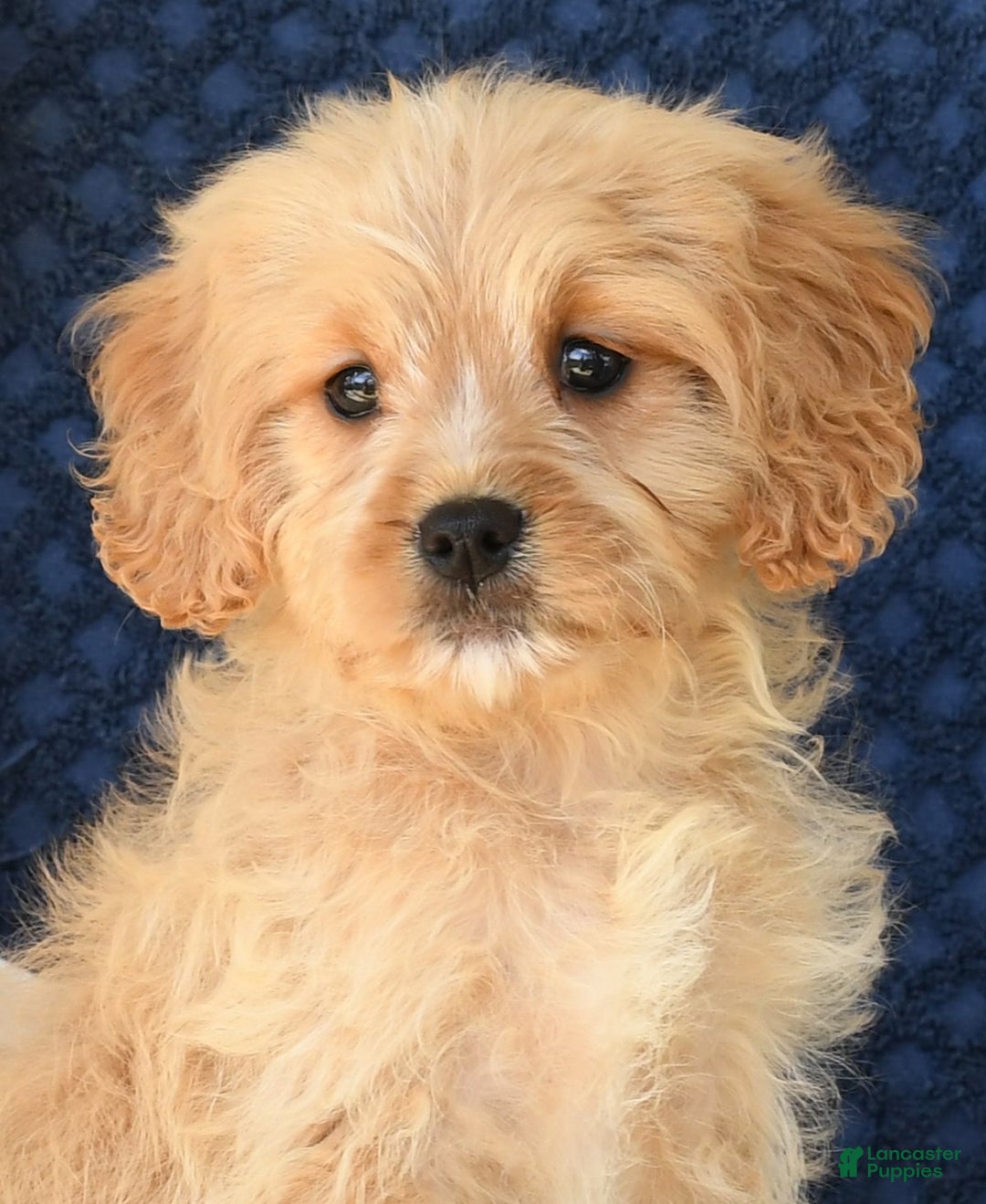 Cavapoo dogs for sale: Shelly - Ad 8