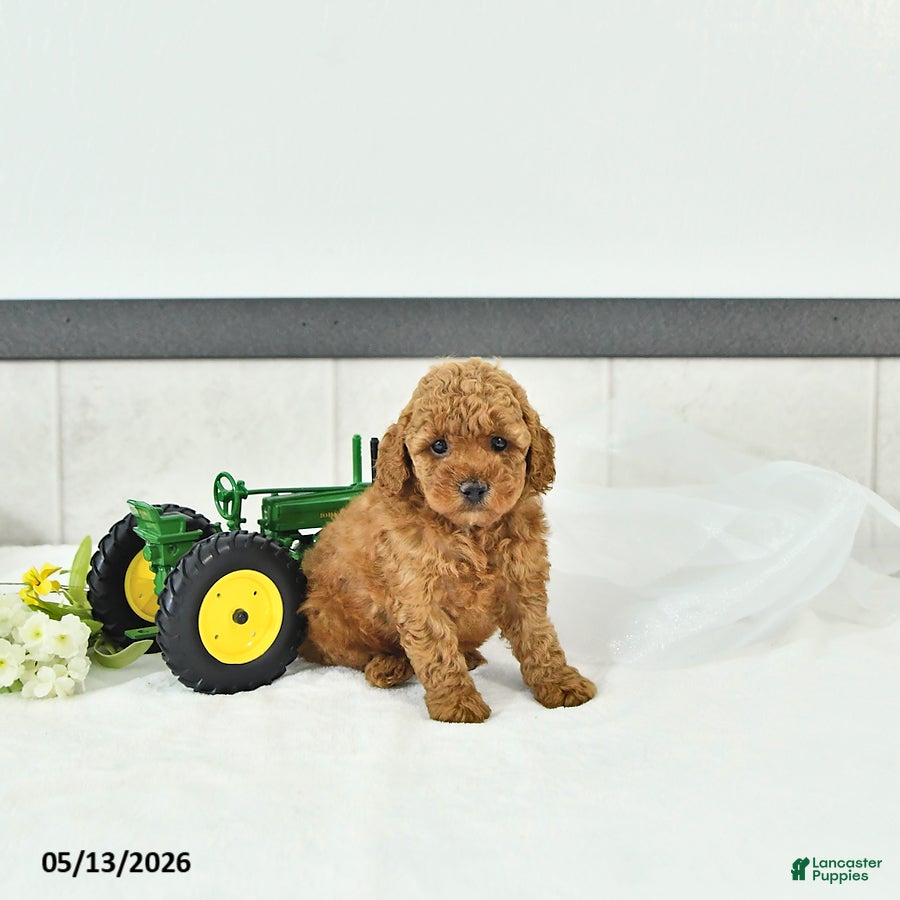 Toy Poodle dogs Oliver - Ad 2