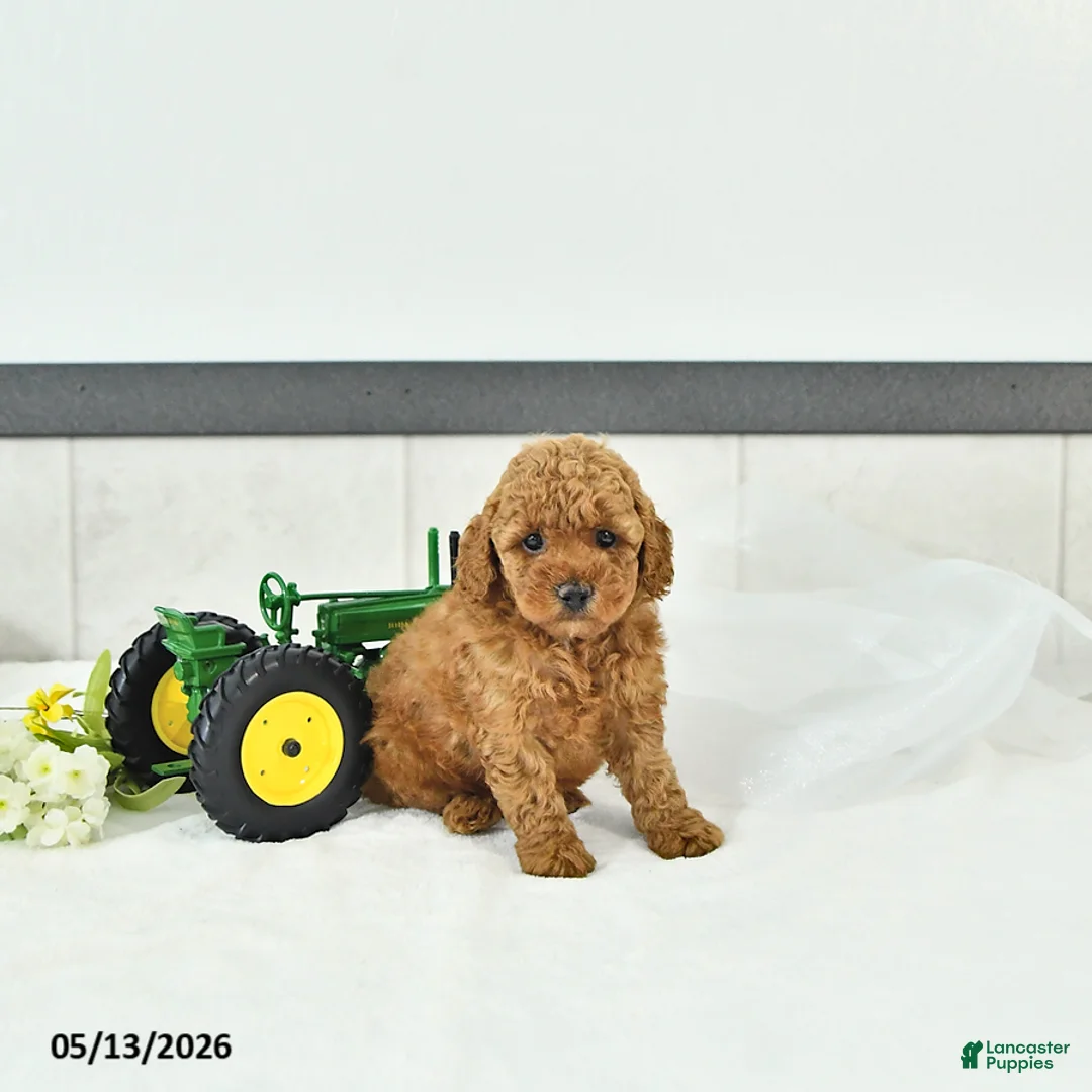Toy Poodle dogs for sale: Oliver - Ad 2
