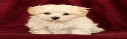 Maltipoo dogs for sale: Mia - Ad 8