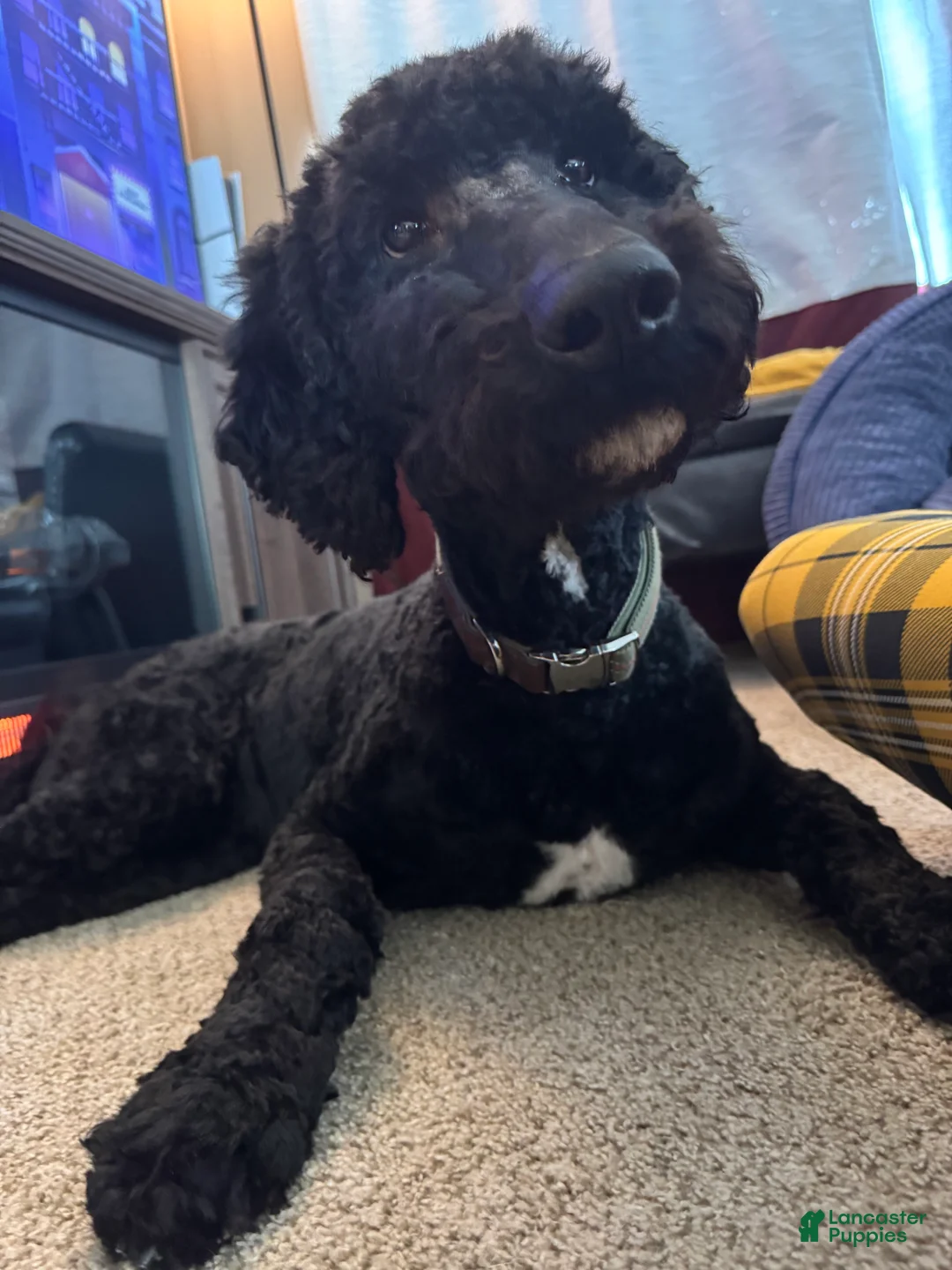 Goldendoodle dogs for sale: 🐾 Baloo – Big Heart, Bigger Cuddles 🐾 - Ad 5