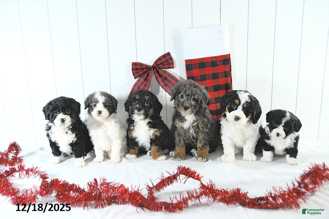 Mini Bernedoodle dogs for sale: Sandra - Ad 3