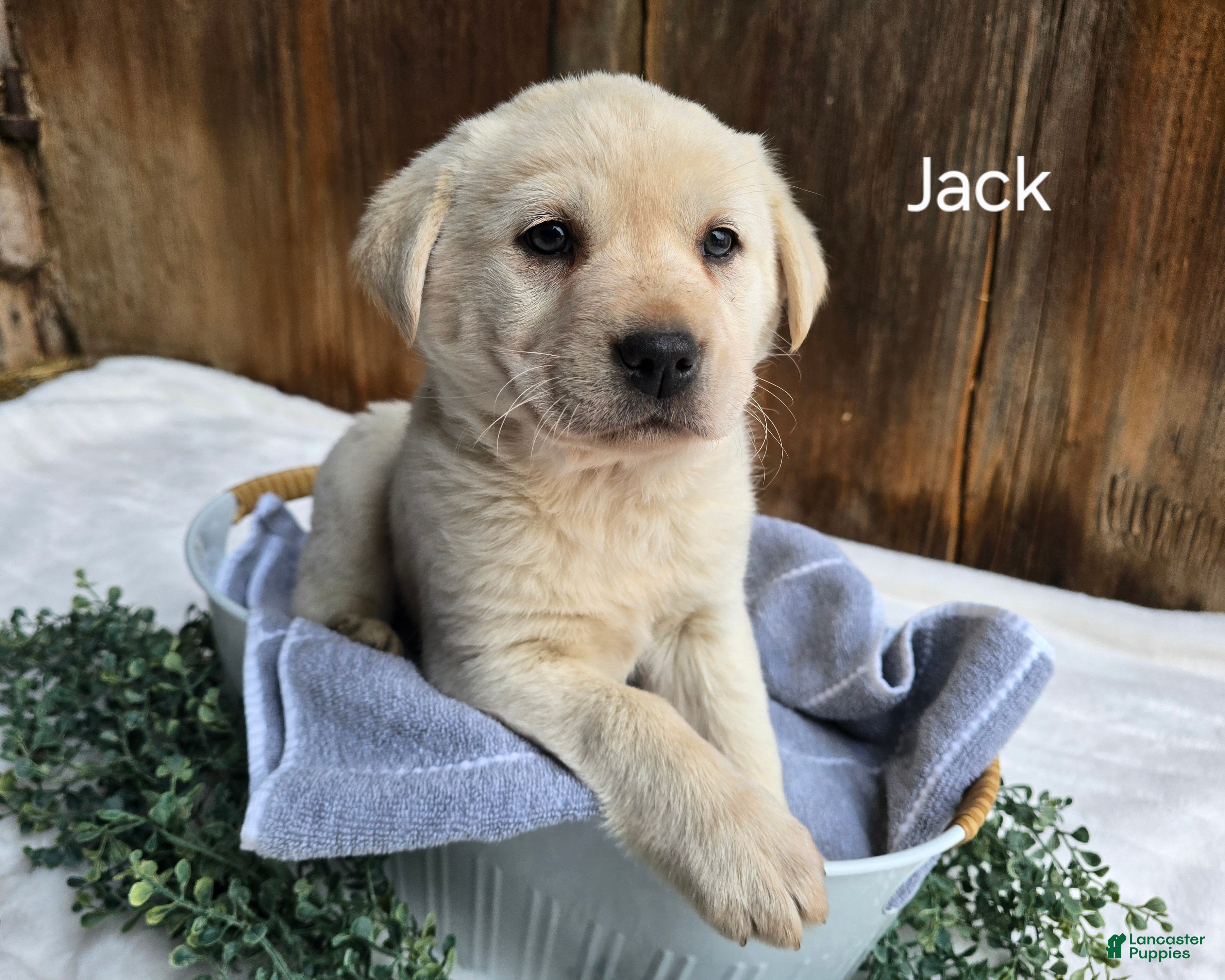 Labrador Retriever dogs for sale: Labrador Retriever Puppy 3 - Ad 1