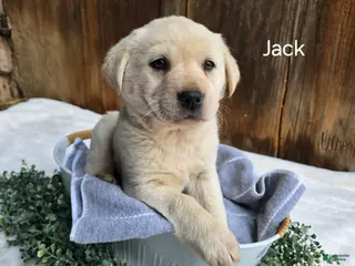 Labrador Retriever dogs for sale: Labrador Retriever Puppy 3 - Ad 1