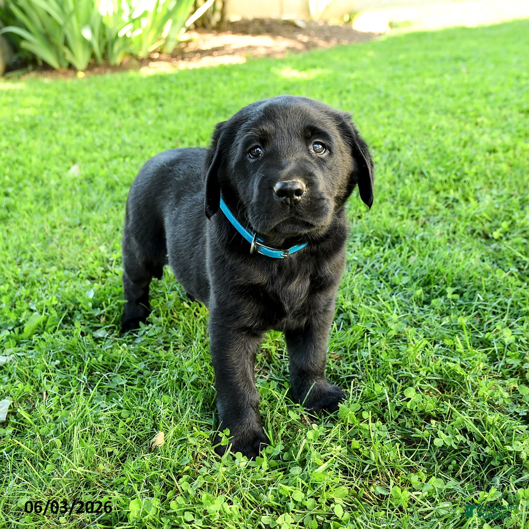 Labrador Retriever dogs for sale: Anderson - Ad 2