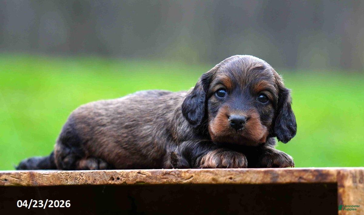 Miniature Dachshund dogs Casey - Ad 2