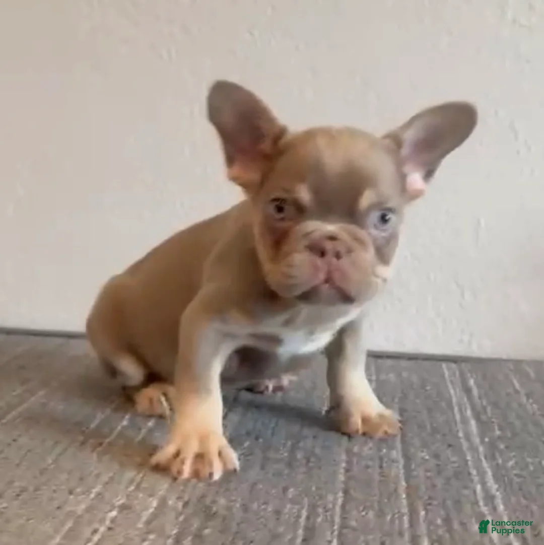 French Bulldog dogs for sale: CHUCKY - Rare Isabella Fluffy Carrier in LA, CA - USA DELIVERY! - Ad 2