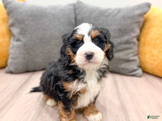 Mini Bernedoodle dogs Ranger - Ad 14
