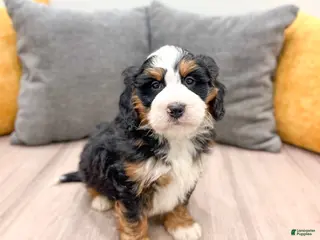 Mini Bernedoodle dogs Ranger - Ad 12