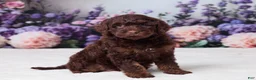 Mini Goldendoodle dogs for sale: Cohen - Ad 4