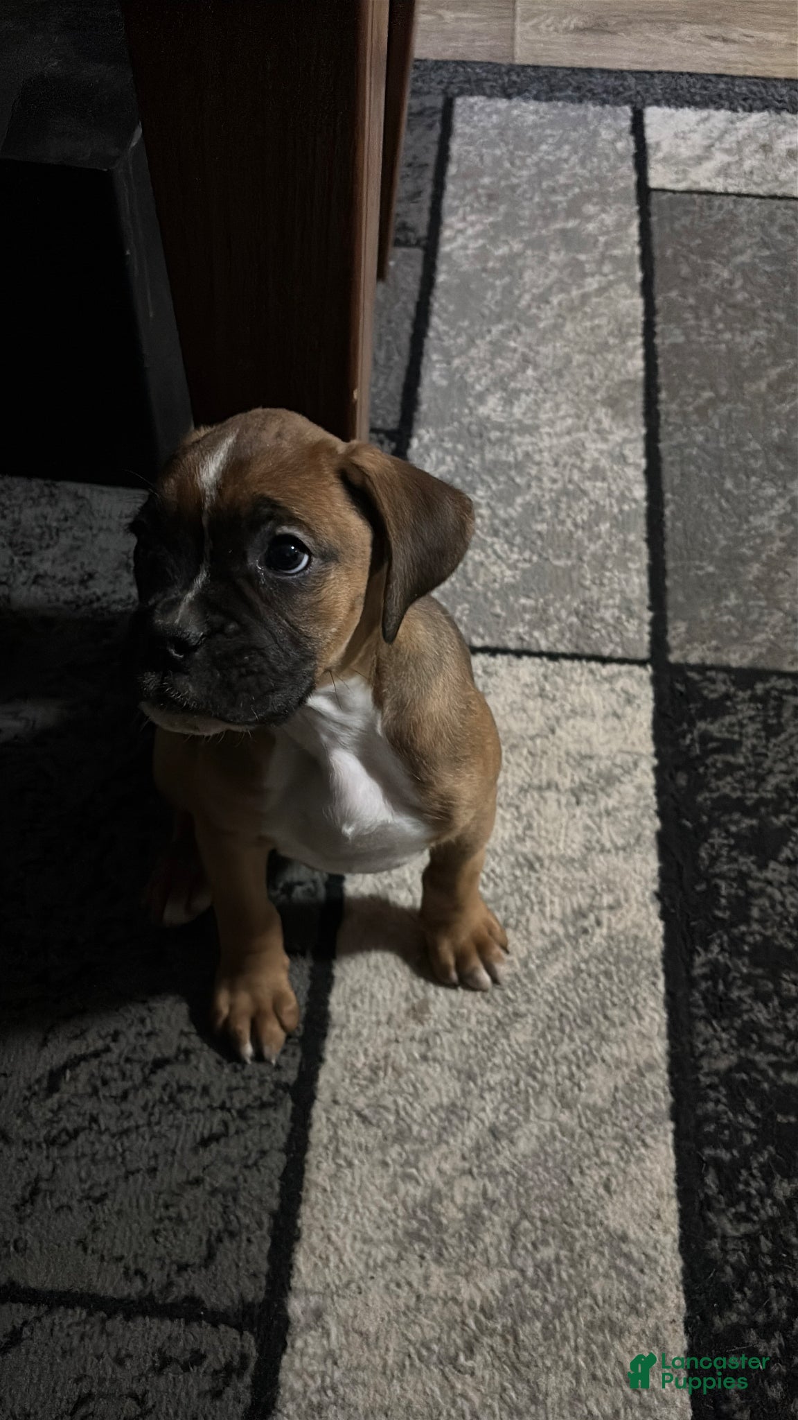 Boxer dogs Boxer Puppy 1 - Ad 1