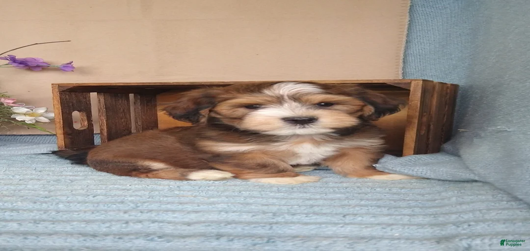 Gallery Image {{count}}