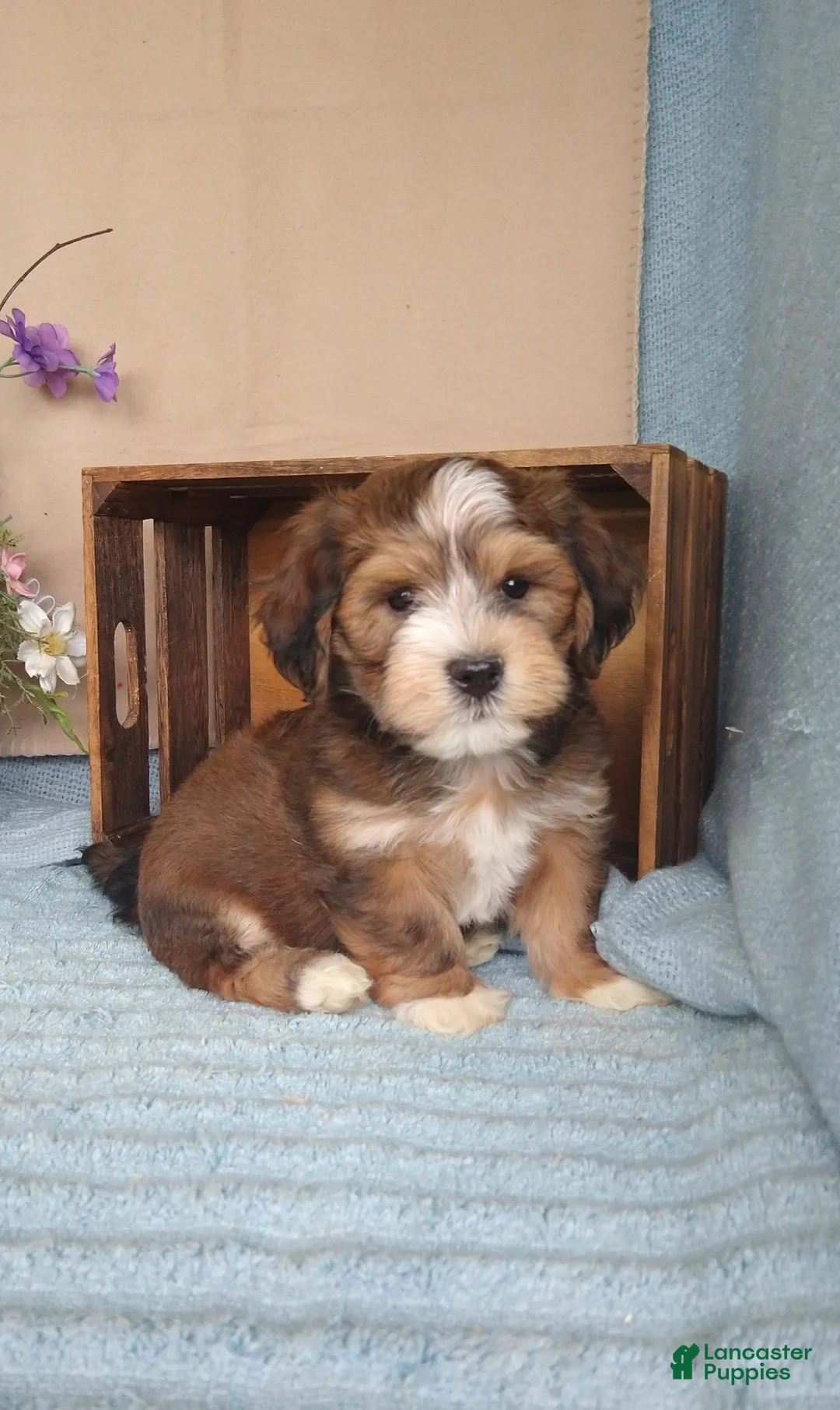 Gallery Image {{count}}