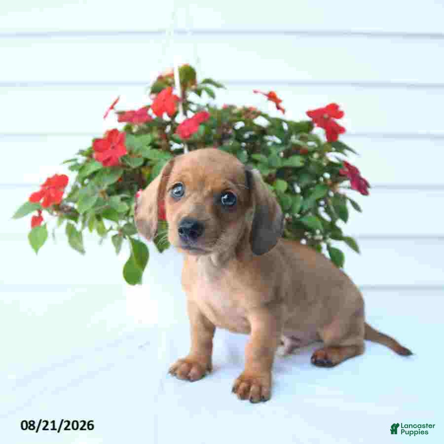 Miniature Dachshund dogs Bud - Ad 1
