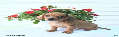 Bud