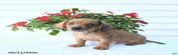 Miniature Dachshund dogs for sale: Bud - Ad 1