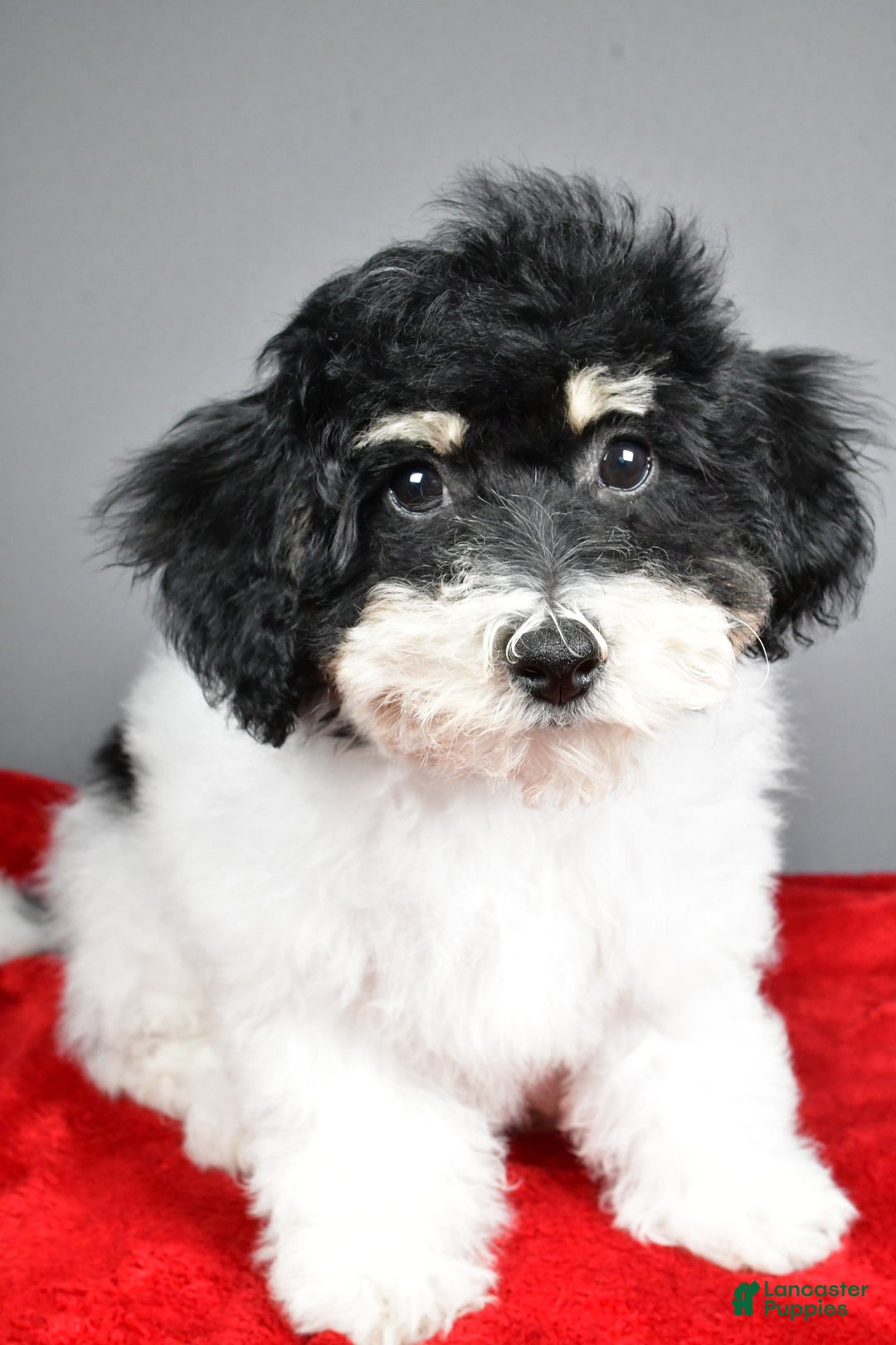 Bichpoo dogs for sale: knox - Ad 3