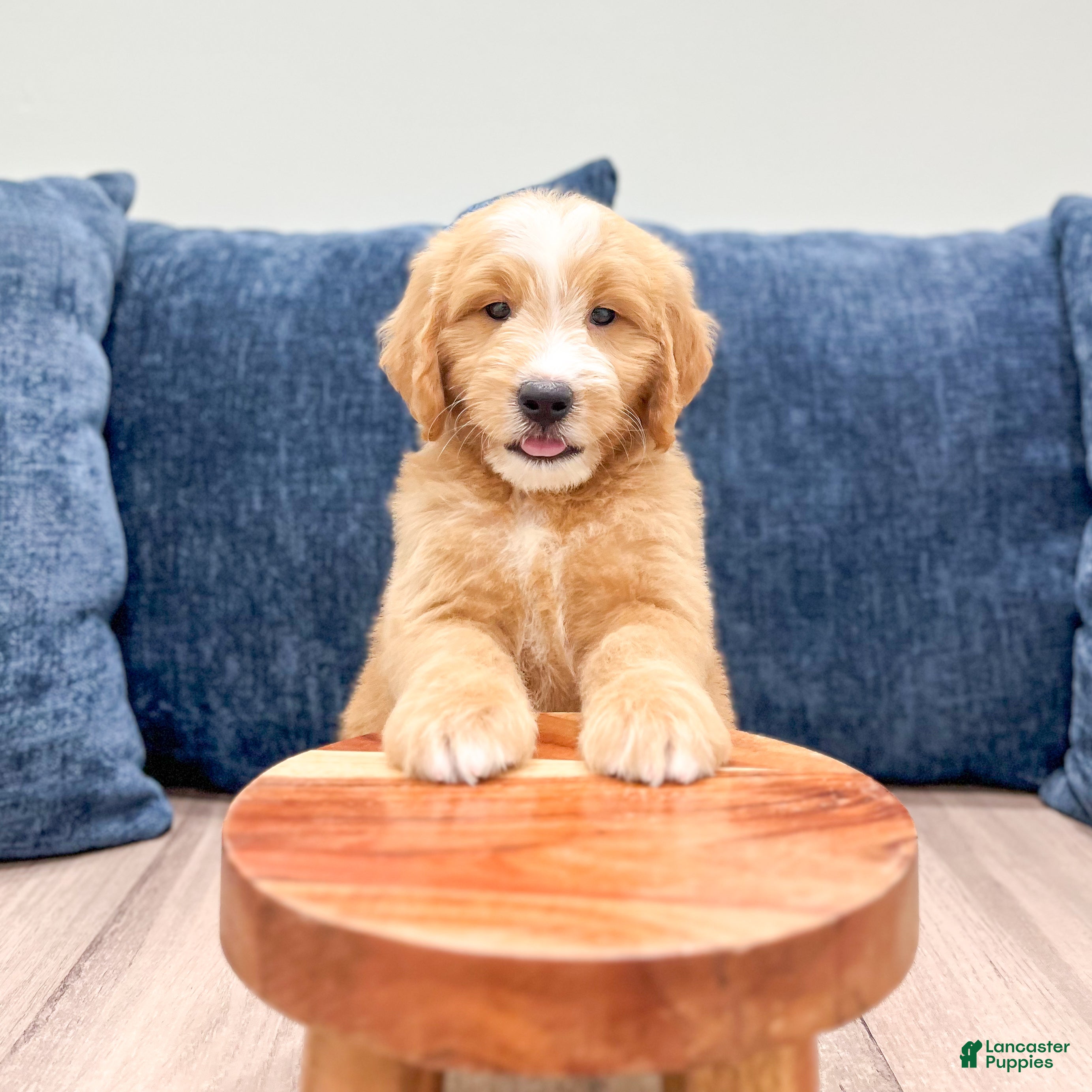 Mini Goldendoodle dogs Loyal - Ad 2