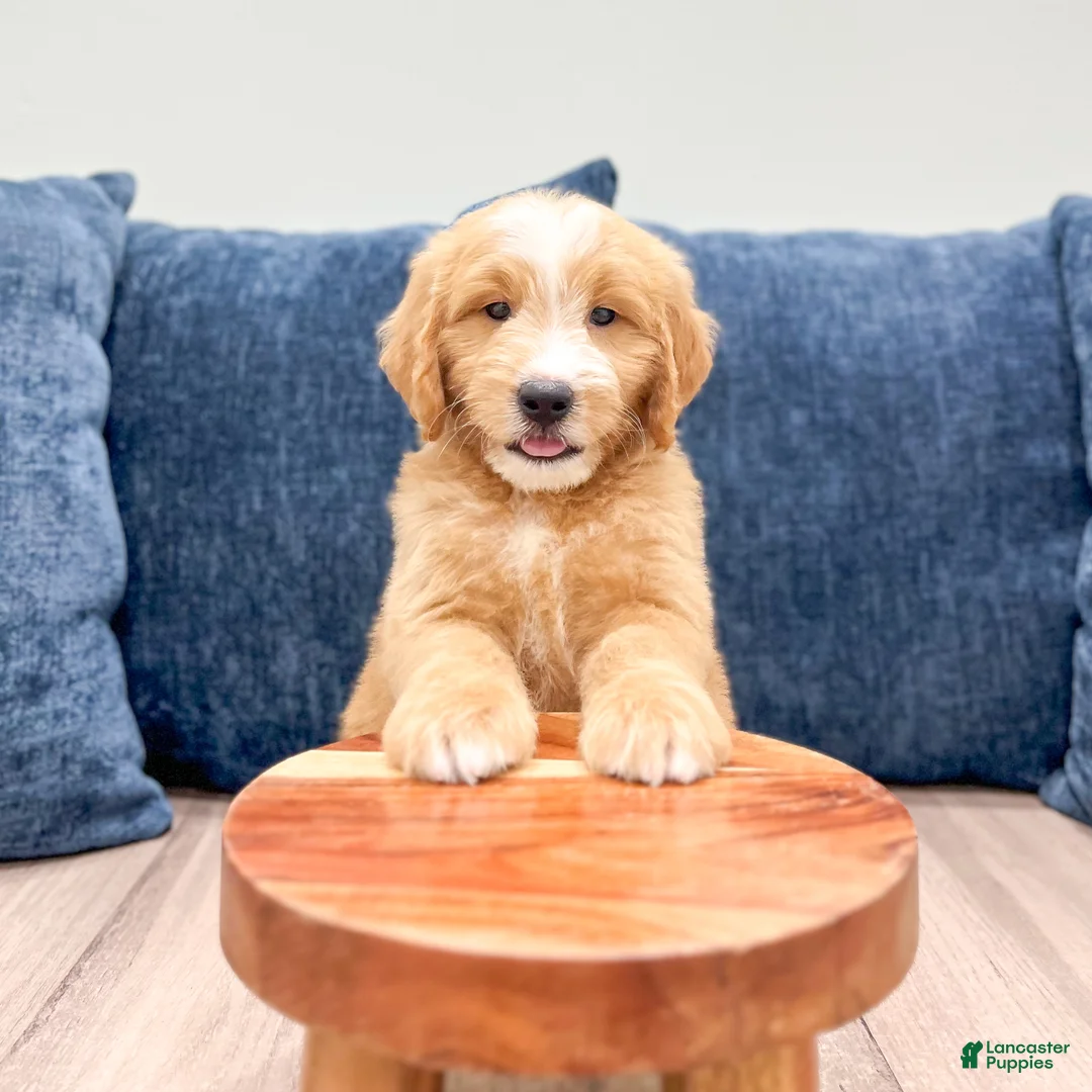 Mini Goldendoodle dogs for sale: Loyal - Ad 2