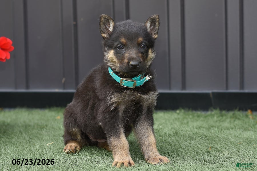 German Shepherd dogs Addy - Ad 2
