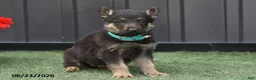 German Shepherd dogs for sale: Addy - Ad 2