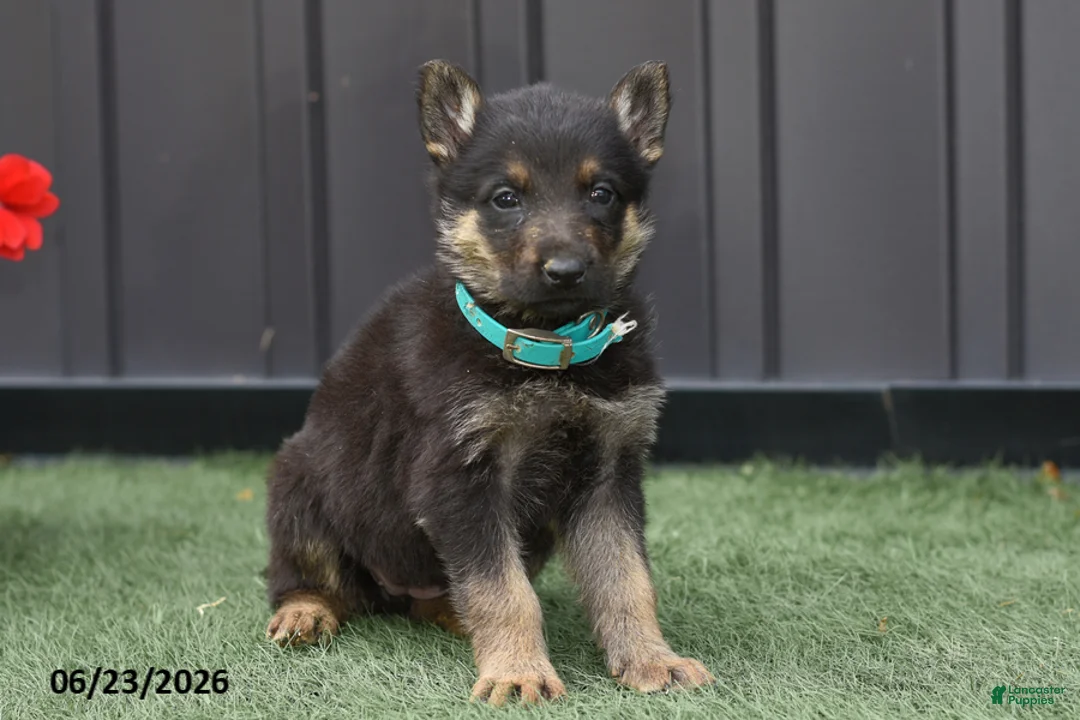 German Shepherd dogs for sale: Addy - Ad 2