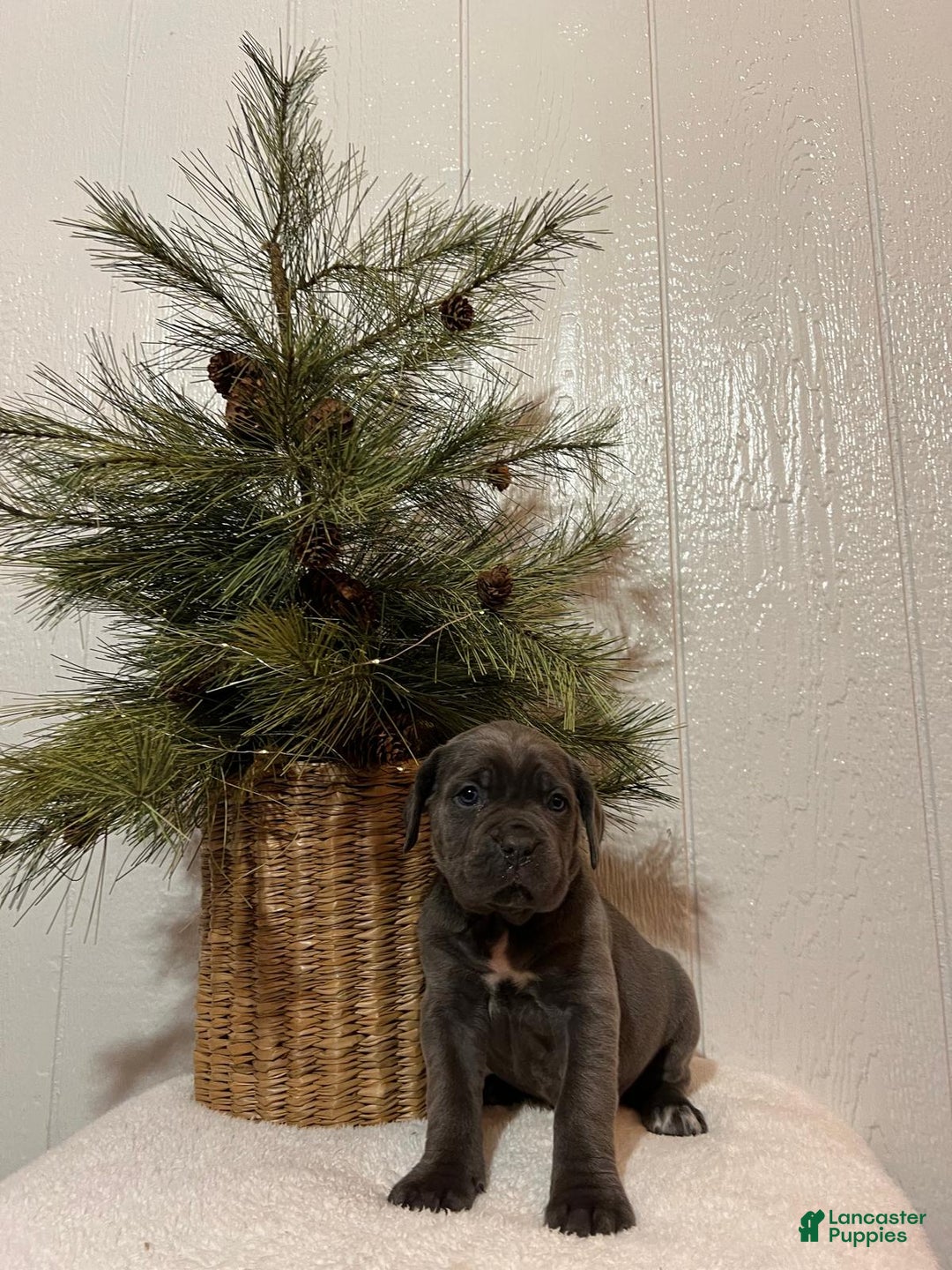 Cane Corso dogs for sale: Lola - Ad 1