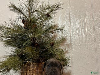 Cane Corso dogs Lola - Ad 28