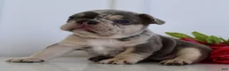 French Bulldog dogs for sale: Debi - Ad 6