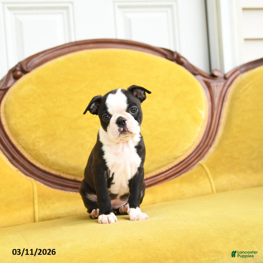 Boston Terrier dogs Sindy - Ad 2