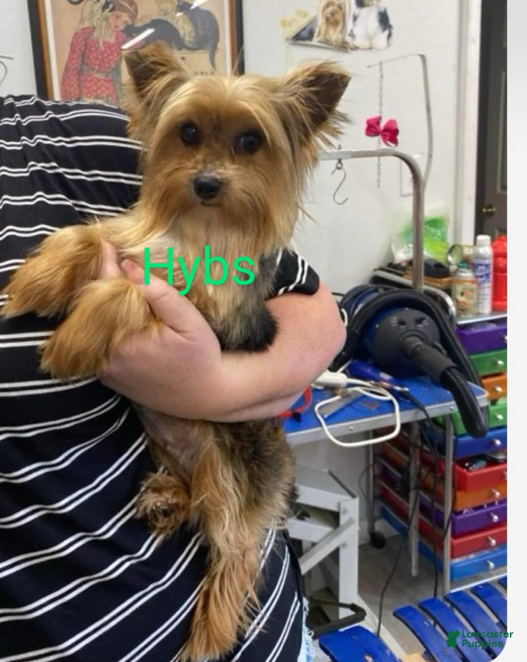 Yorkshire Terrier dogs for sale: Yorkshire Terrier Boy - Ad 8