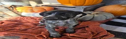 German Shorthaired Pointer dogs for sale: Ginger - Ad 3
